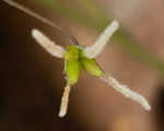 Southern meadow-rue